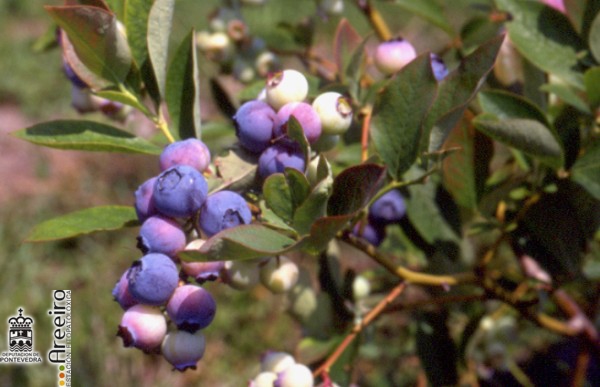 Arandano - Blueberry - Arando (Vaccinium sp.) >> Arandano (Vaccinium sp.) - Fruto en la planta_2.jpg